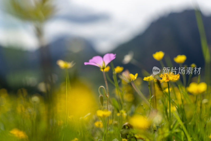 草原野花