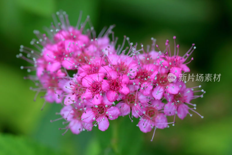 特写花草