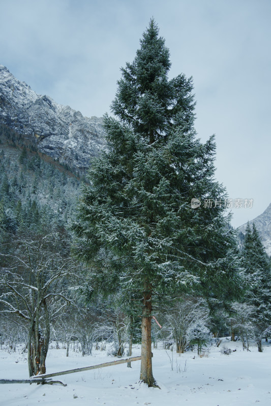 雪后山林中挺拔的松树景观