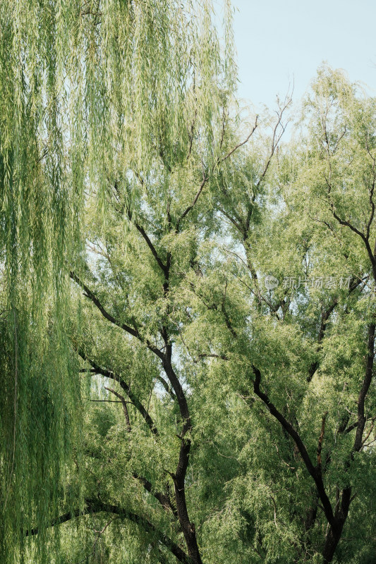 北京圆明园公园树林风景