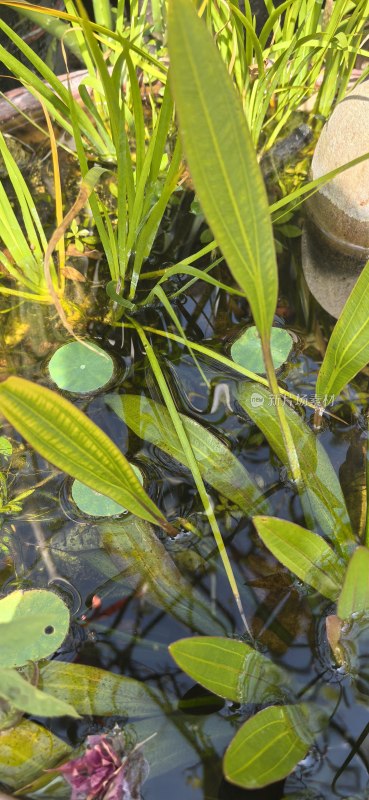 水中的水生植物特写