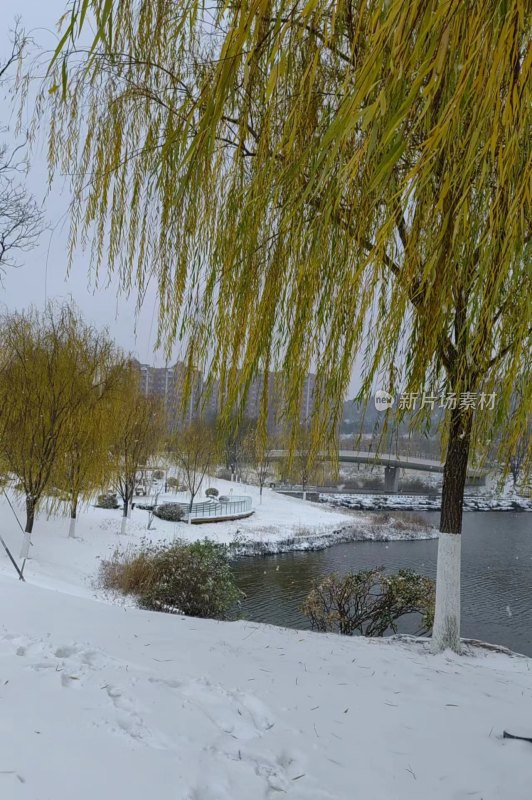 雪中公园景致，柳树枝条低垂湖水静谧