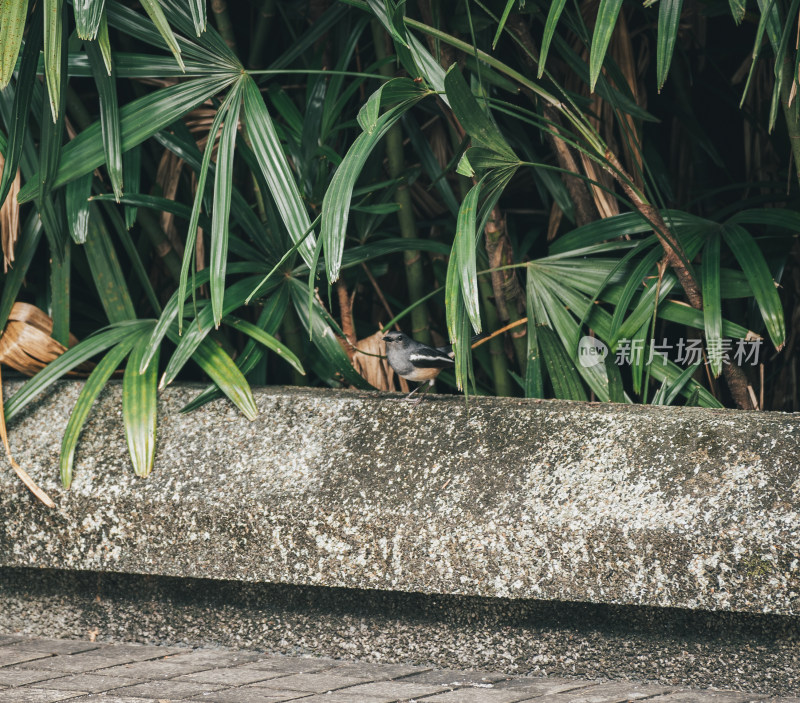 道路旁休息的小鸟
