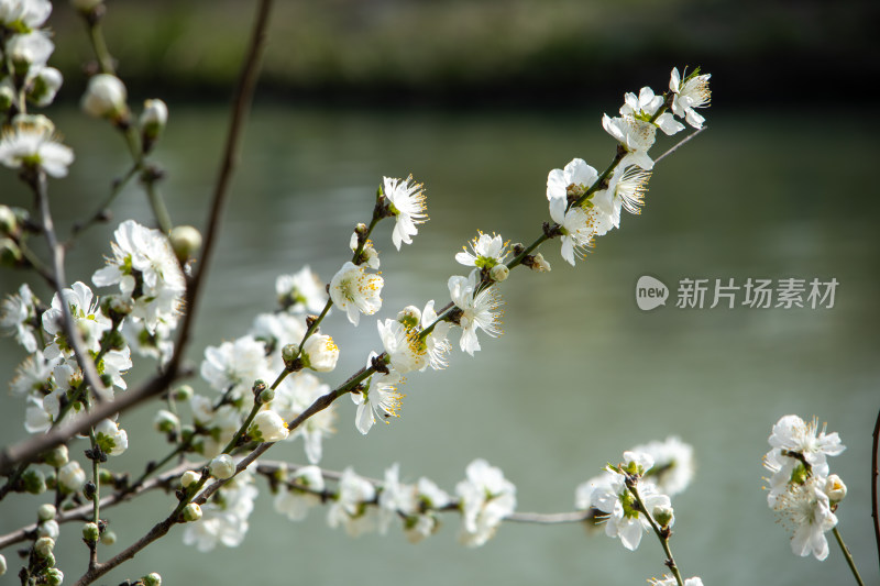 春天枝头盛开的白色桃花 白花山碧桃