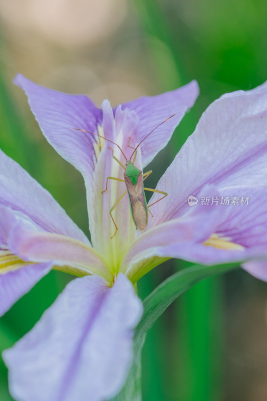 花朵上的昆虫