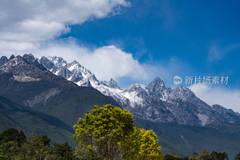 玉龙雪山下葱郁树木的自然风光全景