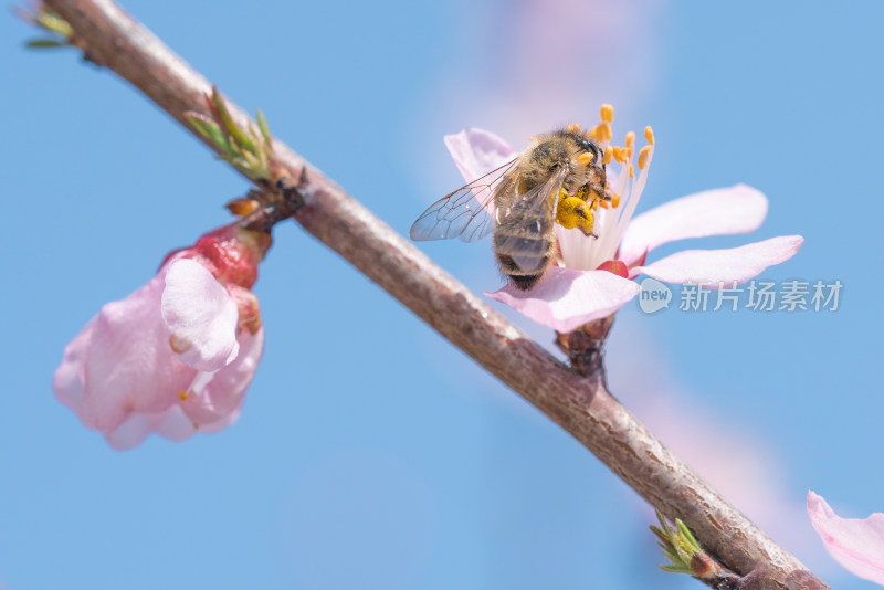 初春时节在花朵上采蜜的蜜蜂