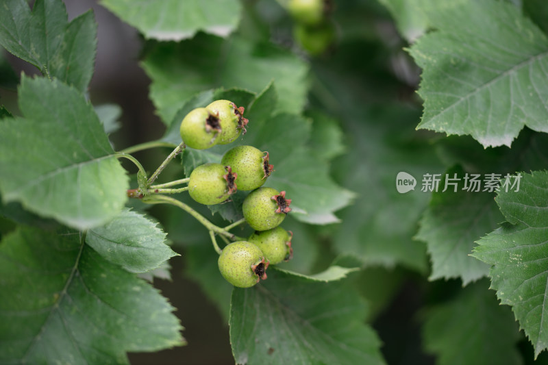 生的山楂果在枝头