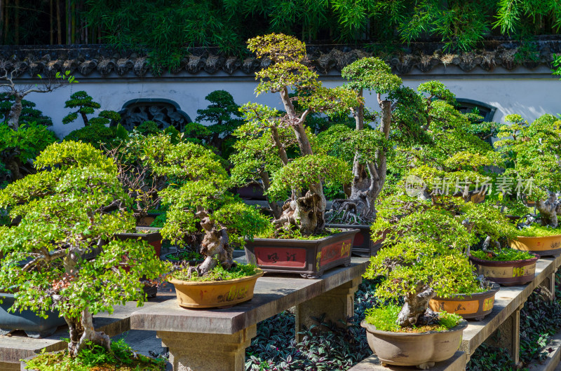 福建省福州西湖公园开化寺的园林盆栽