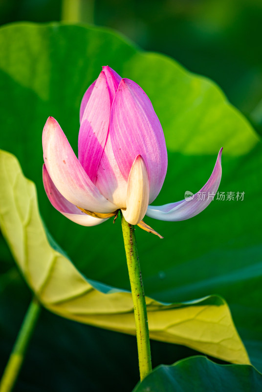 池塘湖泊湿地里的荷塘荷花