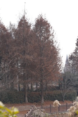 秋冬季节公园树木景观