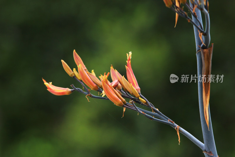 黄花菜，可食用的鲜花