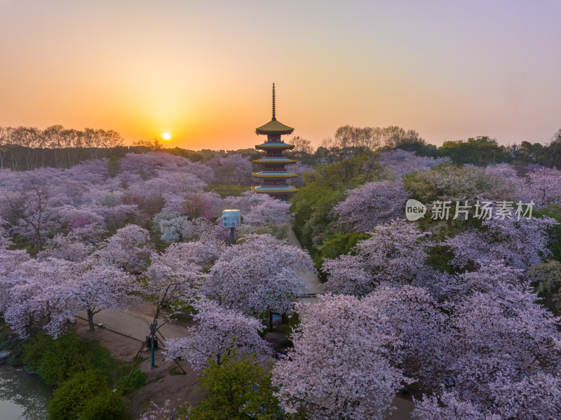 武汉东湖磨山樱花园樱花盛开