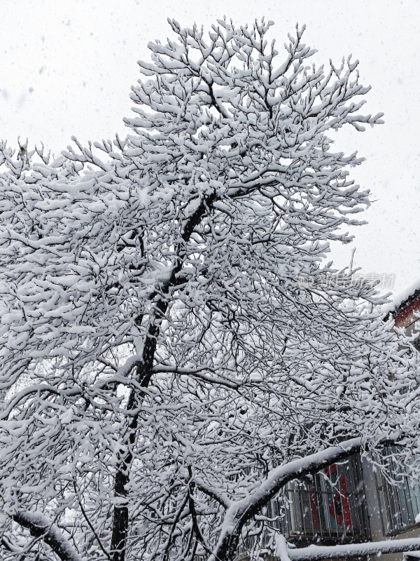 暴雪天银装素裹的树