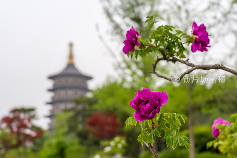 春天洛阳旅游城市著名景点风景天堂牡丹花开