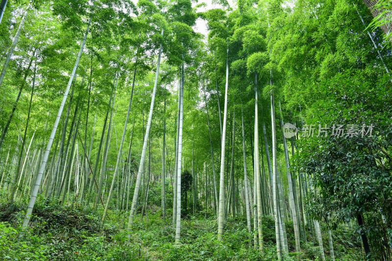 绿色竹林竹海