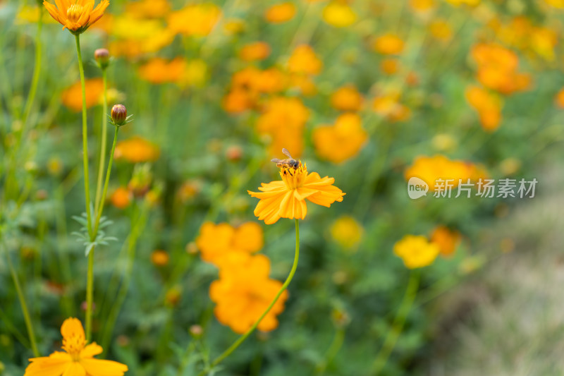 花蕊上的蜜蜂