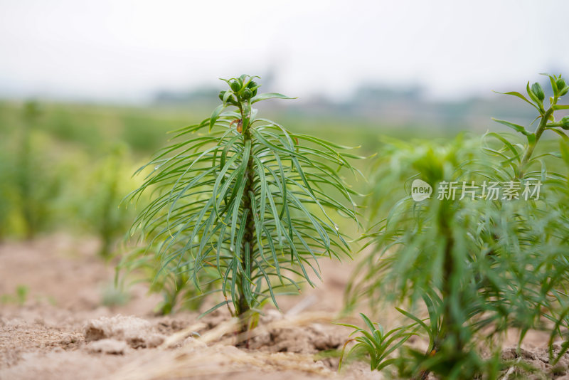 百合户外高山种植甘肃高海拔