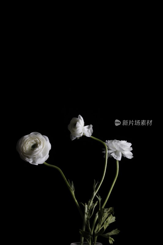 黑色背景上的白色鲜花洋牡丹