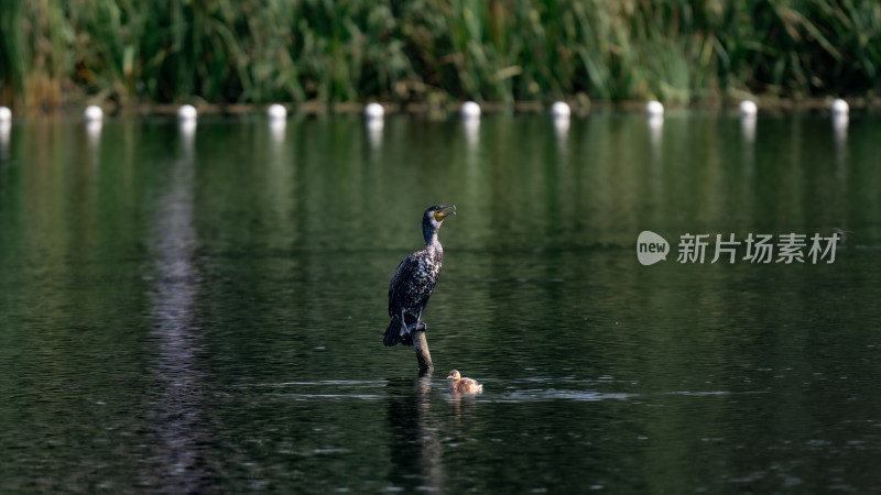 鸬鹚（Phalacrocorax carbo）