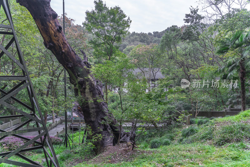 杭州三台山法相唐樟千年樟树