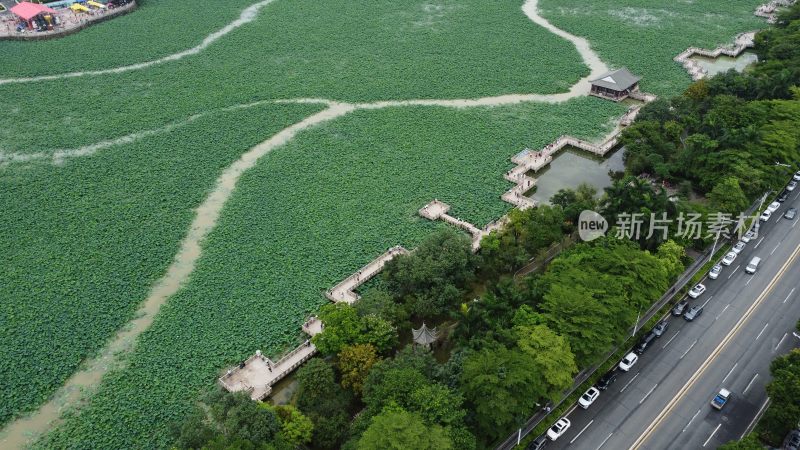 广东东莞：游客前来莲湖观赏荷花