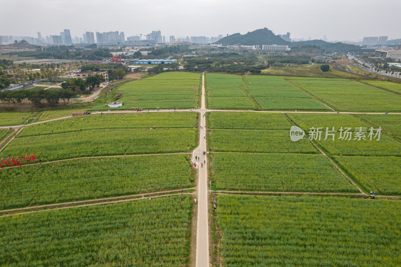 深圳光明欢乐田园油菜花田