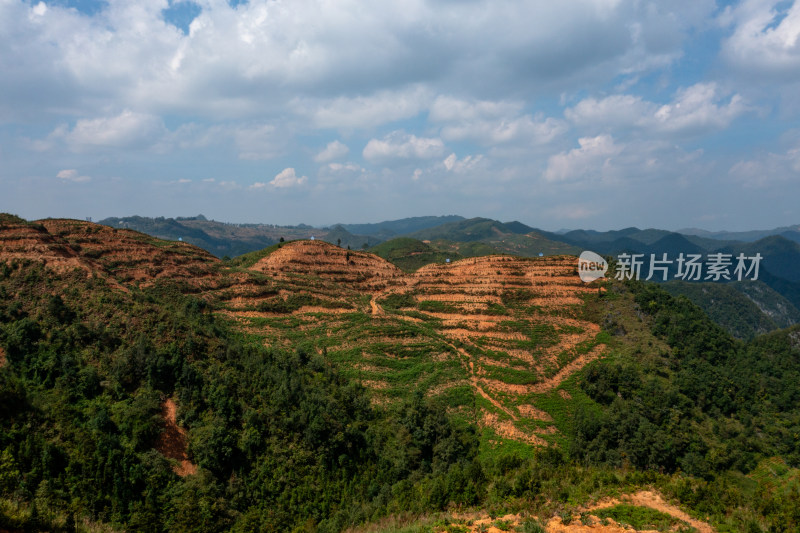 梯田上的绿色希望 仙人掌种植基地