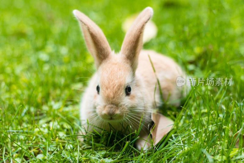 草甸上的兔子