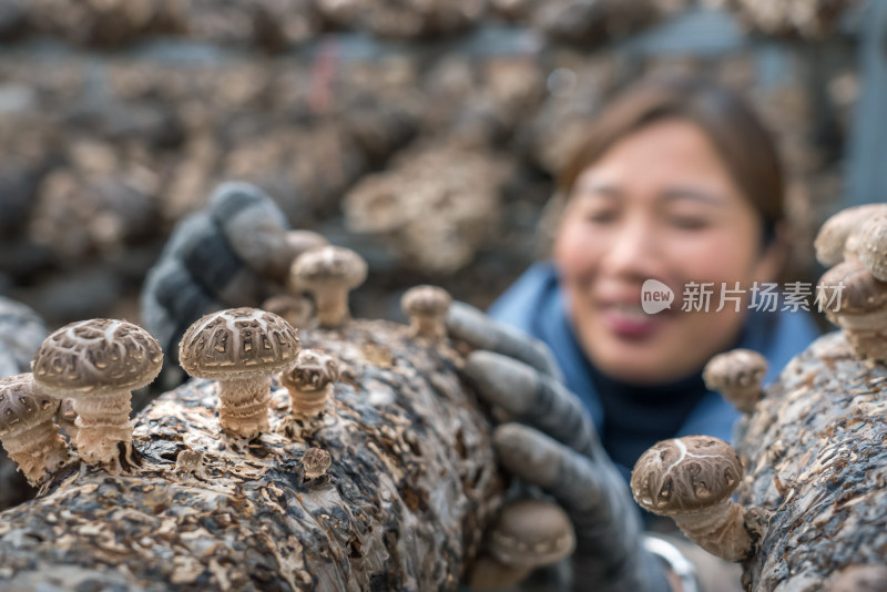 农村农业农民香菇种植经济产业