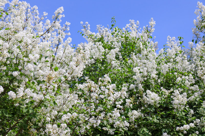 丁香花花卉