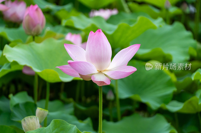 粉色荷花特写镜头