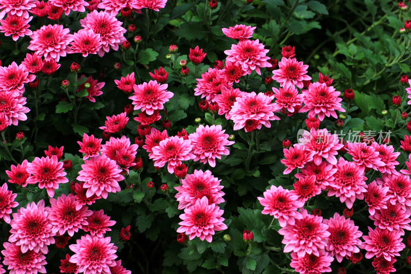 菊花鲜花实拍素材