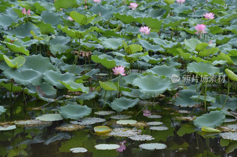 广东东莞：清溪公园荷花盛开