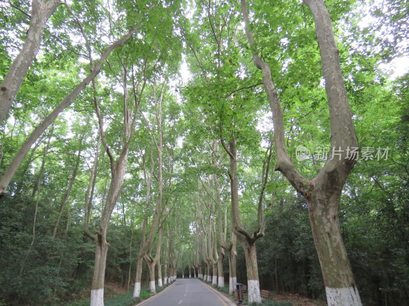 南京紫金山音乐台景区风景