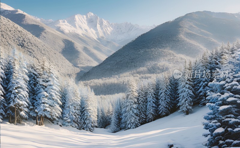 冬季森林白雪覆盖风景