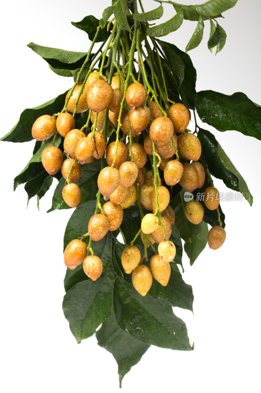 水果 黄皮 热带水果