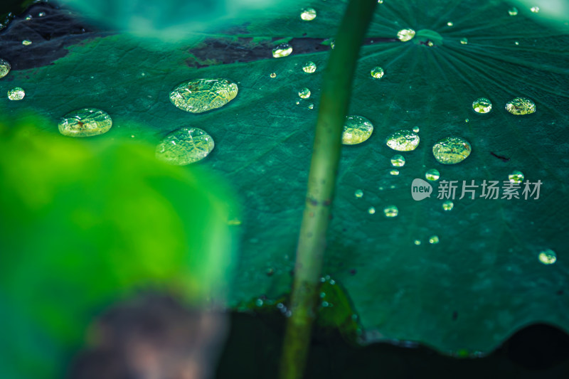 雨后荷叶上的露水珠