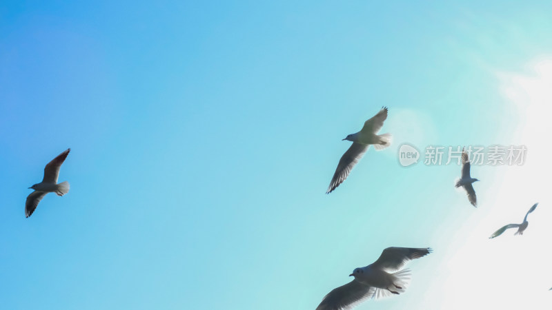 蓝天中飞翔的海鸥
