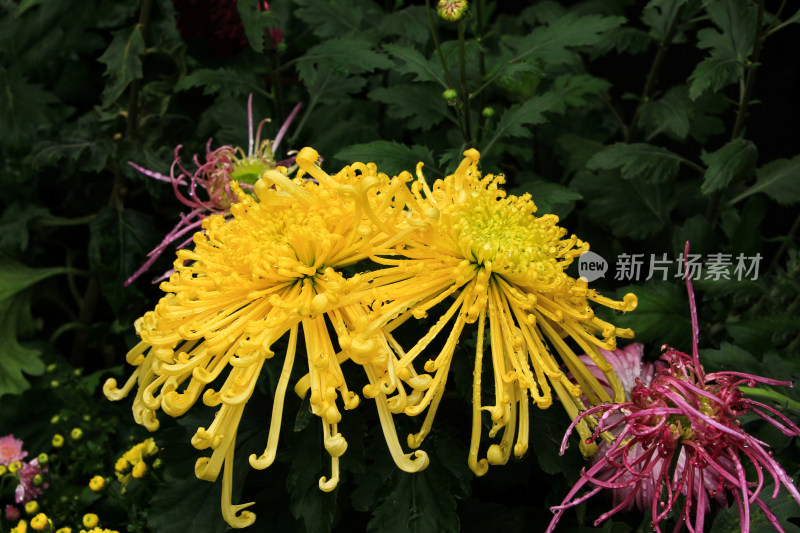 秋天的菊花和花瓣上的水珠