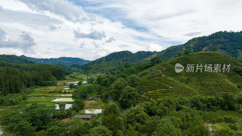 航拍武夷山绿色农田与茶园