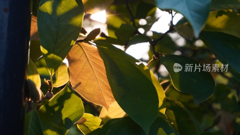 特写秋日植物枝叶