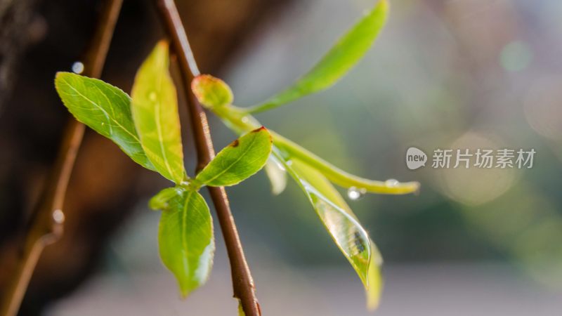 柳树吐出新芽