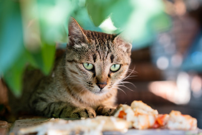 准备吃东西的猫