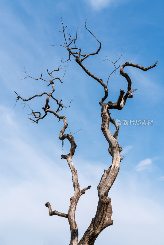 枯木天空