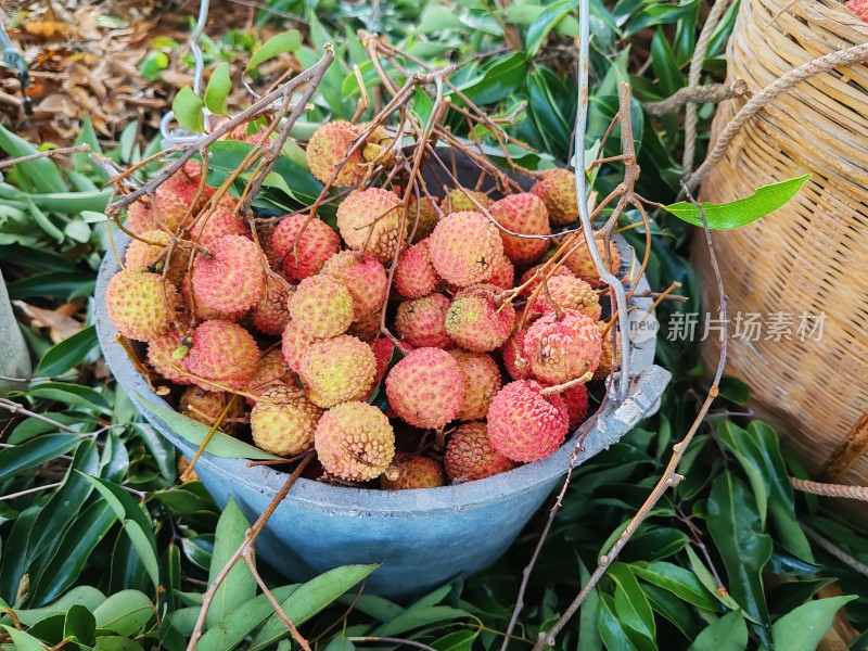 装满荔枝的蓝色桶和竹篮