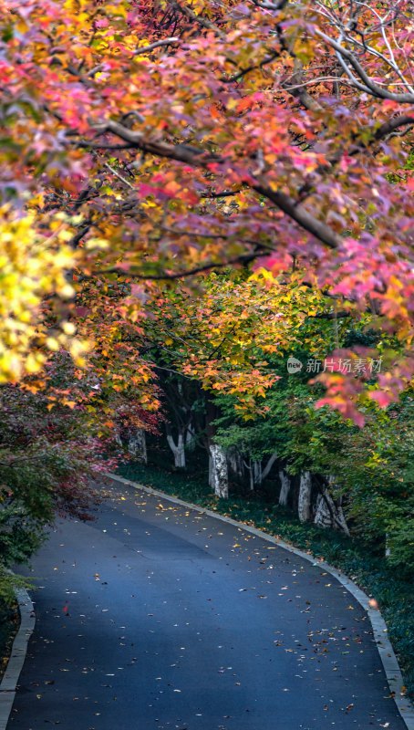秋日蜿蜒小路多彩树叶景观