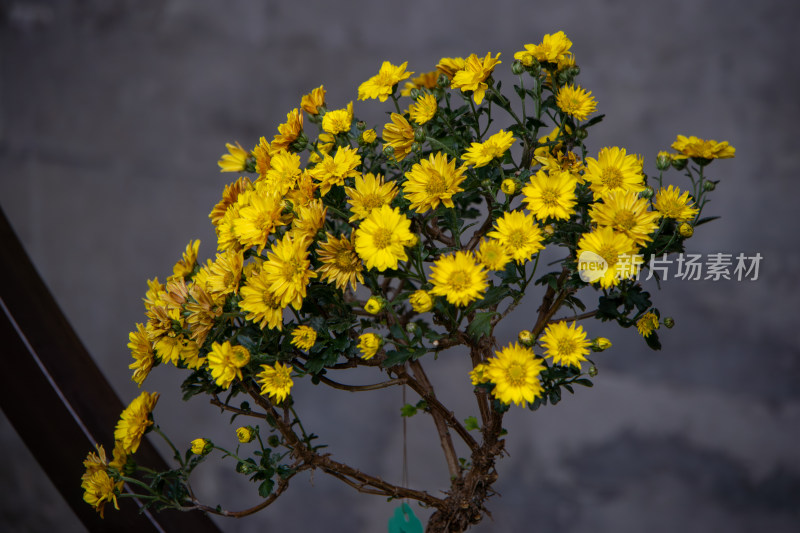 菊花展黄色菊花秋菊盆景特写