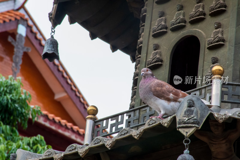 鸽子栖息在中式古建筑上