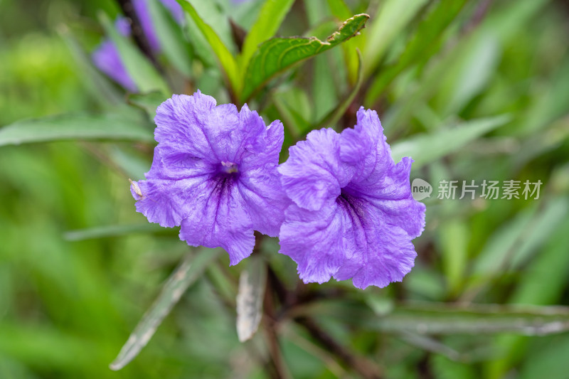 翠芦莉花朵特写